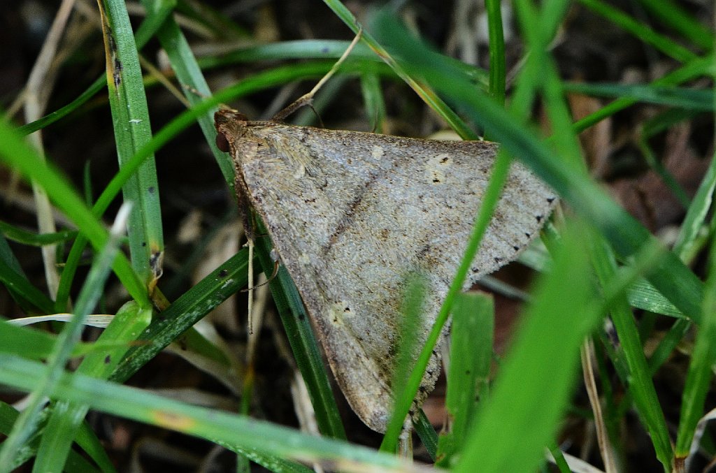 064 2014-08102352 Petersham, MA.JPG - Speckled Renia Moth (Renia adspergillus). Petersham Art Center, Petersham, MA, 8-10-2014